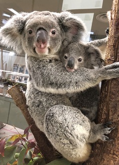 公開されたコアラの母子＝金沢動物園提供