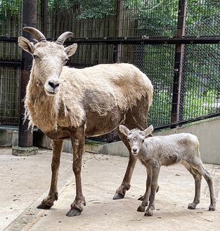 ワサビ（右）と母のコハル＝金沢動物園提供