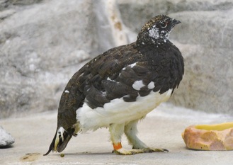 金沢動物園で飼育されていたニホンライチョウ＝2024年6月撮影