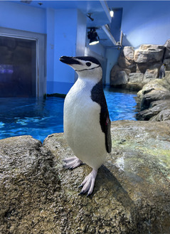 顎下の黒い模様が特徴のヒゲペンギン