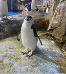 正面を向くヒゲペンギン