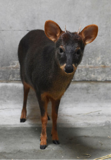 オスのフジ＝金沢動物園提供