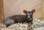 メスのサクラ＝金沢動物園提供