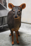 メスのリラ＝金沢動物園提供