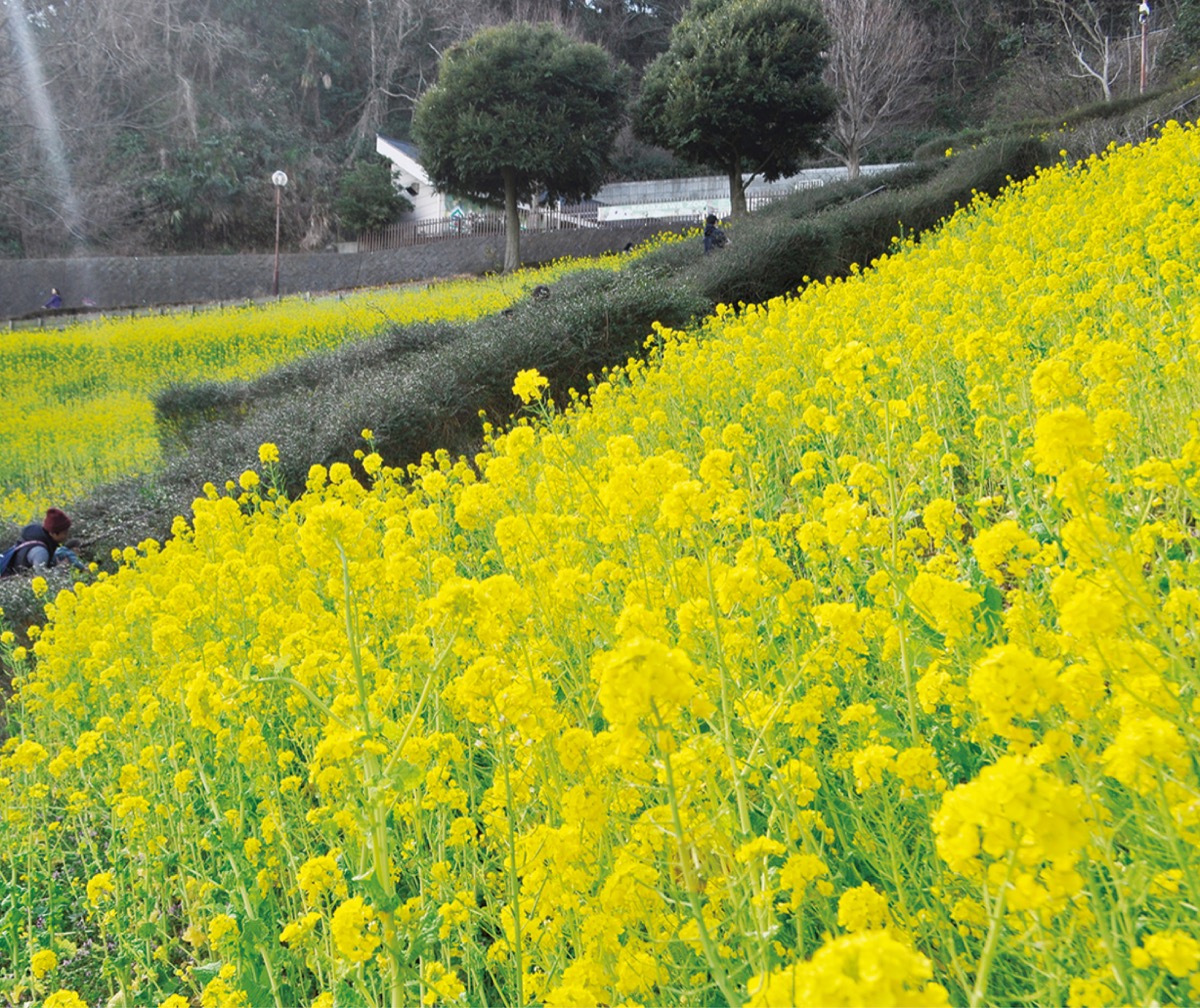 関西 菜の花 畑