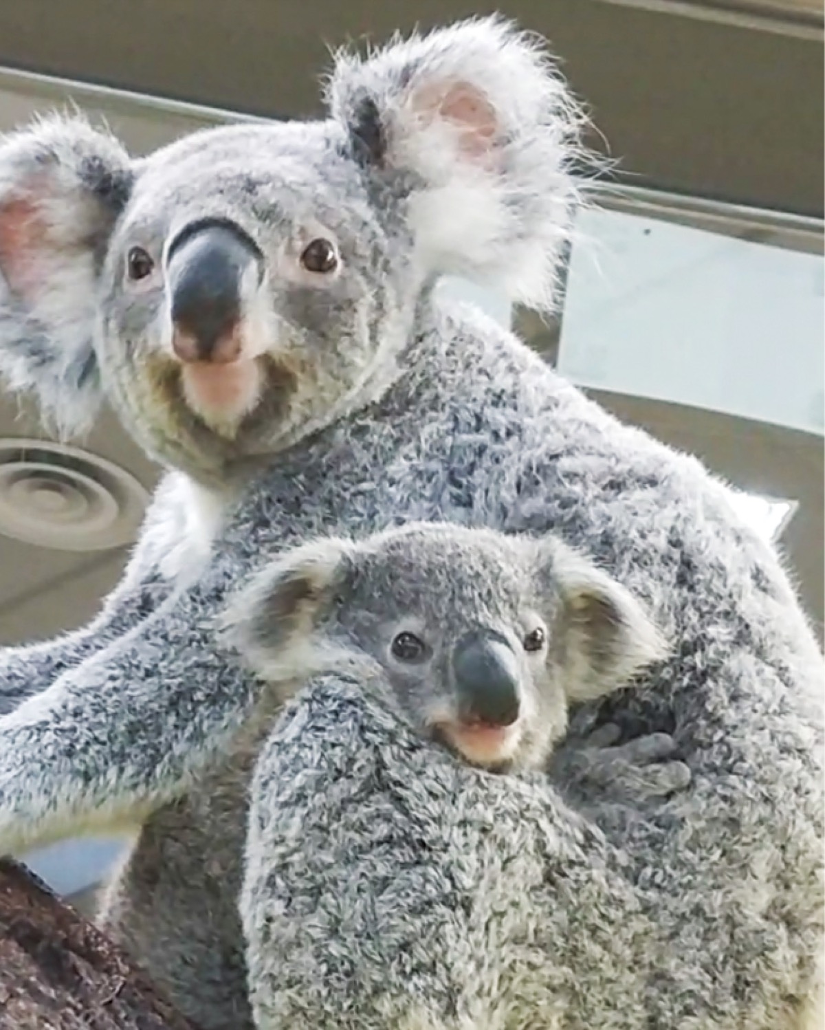 金沢動物園 コアラの愛称に投票を 園内で８月末まで 金沢区 磯子区 タウンニュース