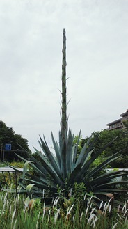 上永谷の植物＝５月23日撮影