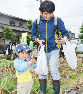 玉ねぎの収穫を楽しむ親子