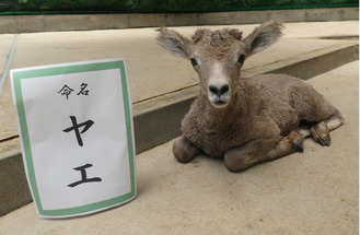 愛称が決まった赤ちゃん＝金沢動物園提供