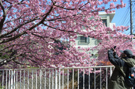 河津桜 ちょっと遅れて満開に