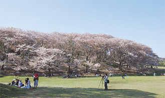 市内随一の桜の名所