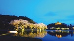 三溪園における夜桜のライトアップの様子