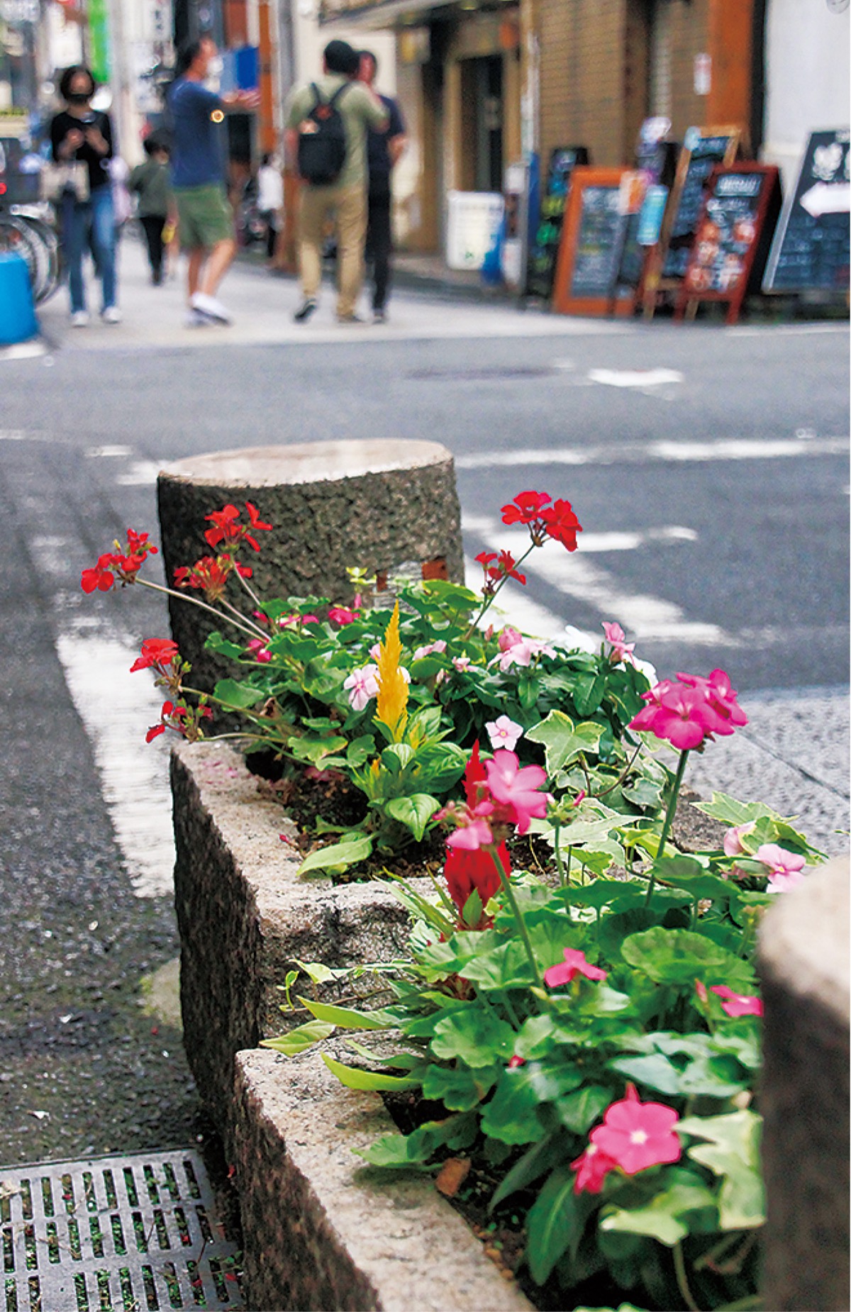 野毛飲食店街に彩り再び 仲通り 柳通りで花植え替え 中区 西区 タウンニュース