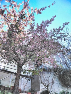 石川小学校前の桜