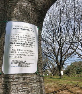保土ケ谷公園では宴会自粛を呼びかけるチラシが桜の木に掲出された