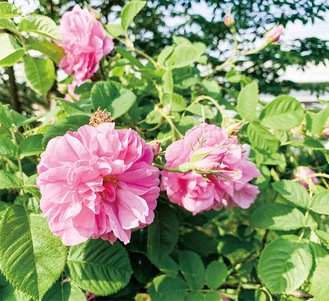 星川中央公園内に植えられているダマスクローズ