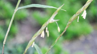 白い花が咲く（６月６日撮影）