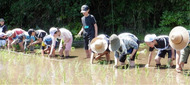 保土ケ谷区内唯一の水田で児童40人が田植え体験