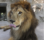 野毛山動物園 インドライオンの｢ラージャー｣が天国へ-画像4