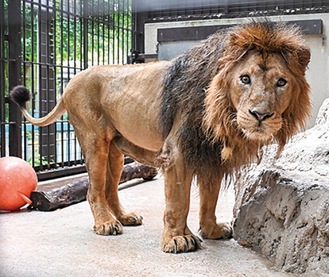 インドライオンのラージャー（野毛山動物園提供）