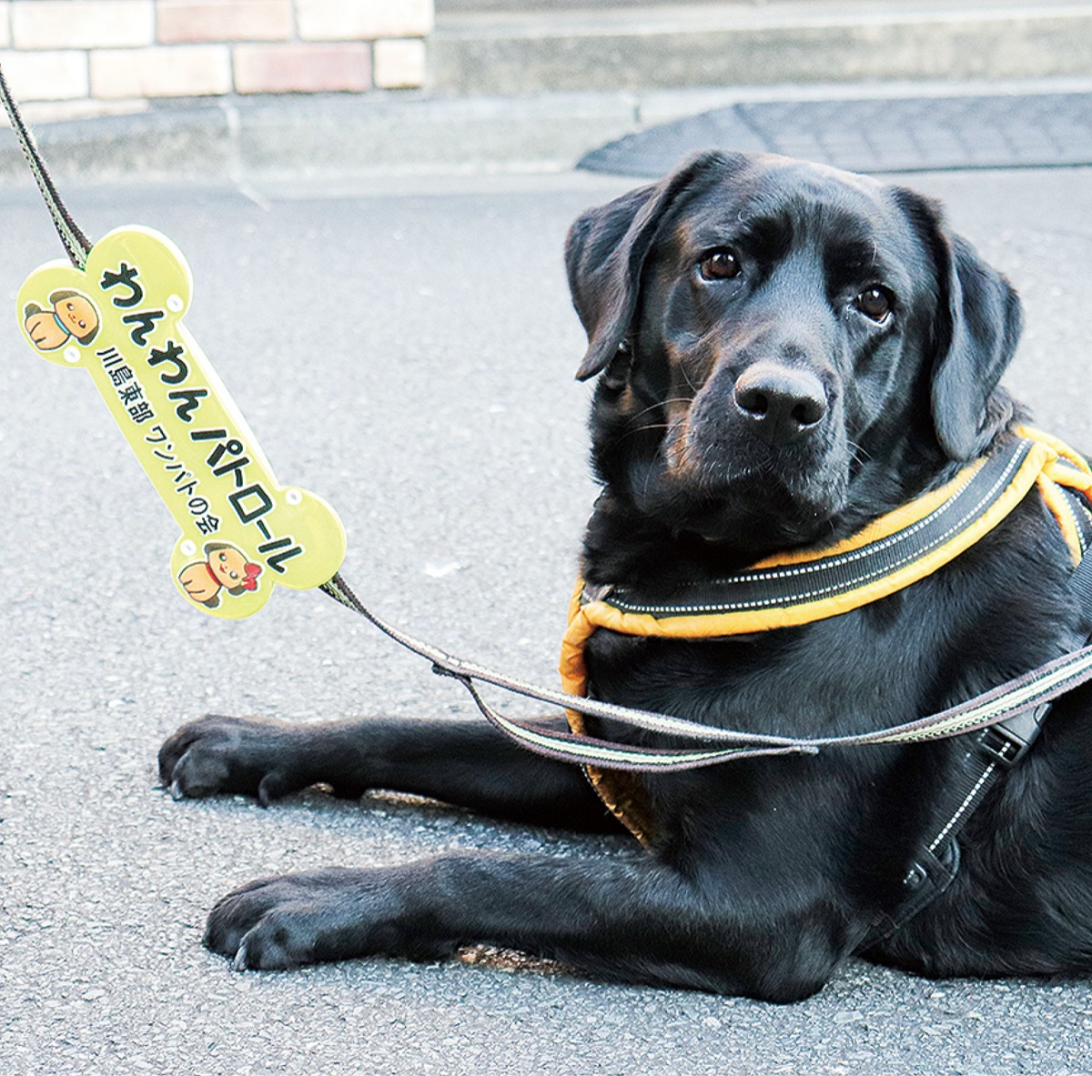 保土ヶ谷区 犬 リード