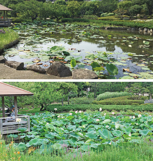 昨年の池の様子（上）と今年の様子（7月5日撮影）