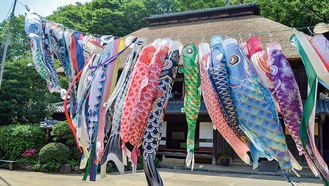 春風に泳ぐこいのぼり 横溝屋敷で80匹泳ぐ | 鶴見区 | タウンニュース