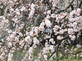 見頃を迎えたシダレウメ＝２月16日撮影