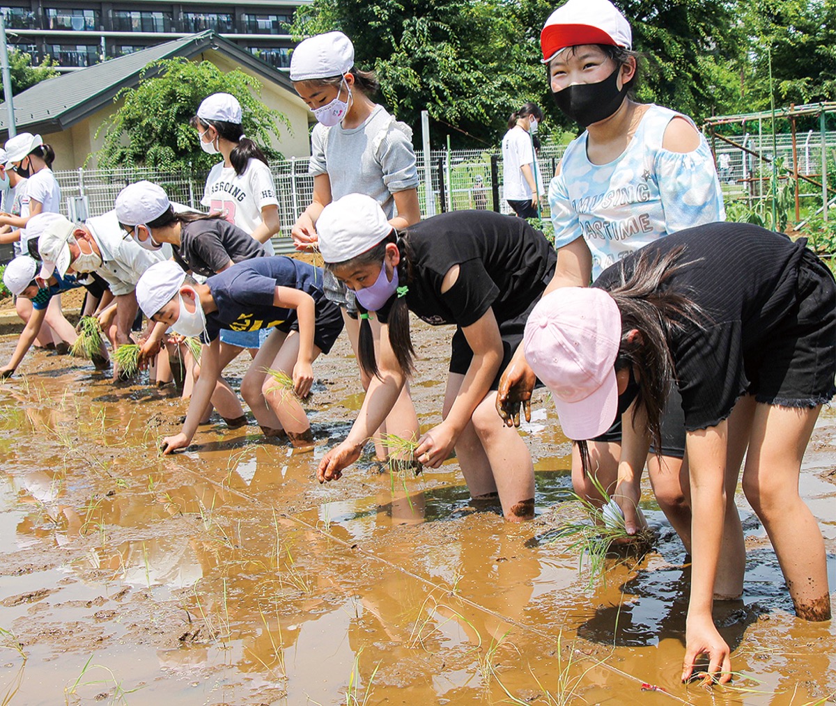 新鶴見小児童 地域住民と田植え体験 米作り学ぶ 鶴見区 タウンニュース