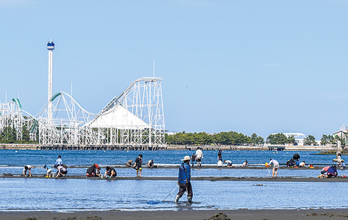 野島公園で潮干狩り シーズン到来で賑わう 鶴見区 タウンニュース