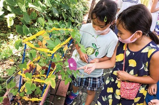 開花した宇宙アサガオを観察する児童（同校提供）