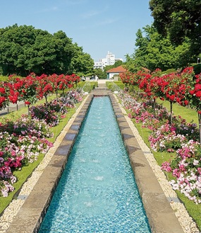 山手イタリア山庭園のバラ