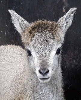 ユズ（６月４日撮影）＝金沢動物園提供