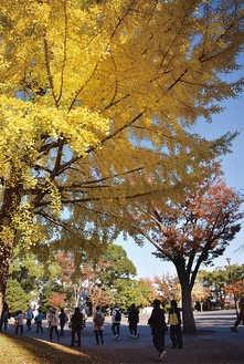 赤・黄・緑と色とりどりの葉に囲まれる反町公園＝11月29日撮影