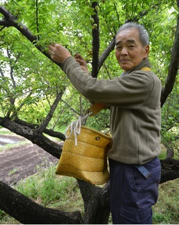 小梅を収穫する横山さん