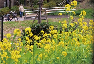 春まっしぐら 菜の花