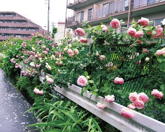 川沿いに咲いたピンクのバラ（５月13日撮影）