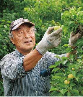 梅を収穫する持田さん（５月27日撮影）