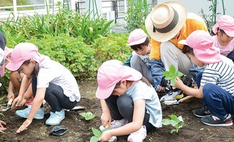 花壇にヒマワリの苗を植える児童ら