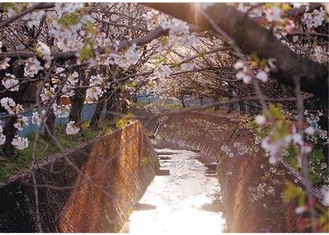 平瀬川の桜の写真＝提供