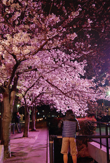 江川せせらぎ遊歩道桜のプロムナード（巌川橋）