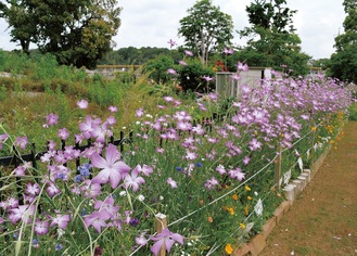 「たねダンゴ(R)」から花開いた花壇（５月８日撮影）