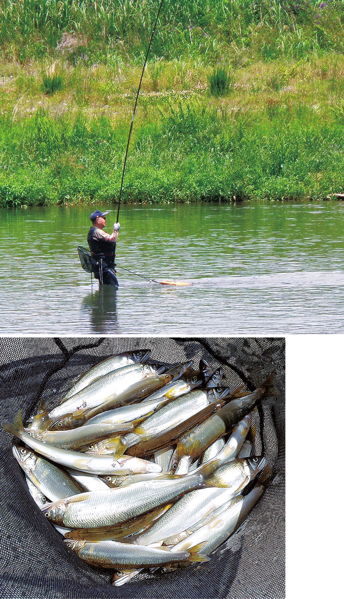 web限定記事】 今年の「多摩川アユ」は釣果も大きさも 良好！ ６月の