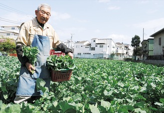 自園で栽培したのらぼう菜を収穫する高橋さん＝2016年３月