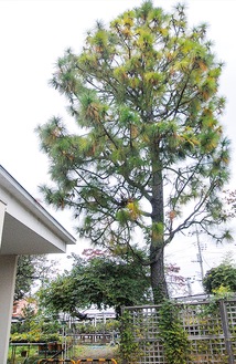 緑化センター 特大松ぼっくり、大量に 装飾や工作 活用を | 多摩区 | タウンニュース