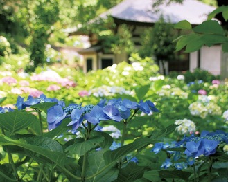 色づきはじめた境内のアジサイ＝6月3日撮影