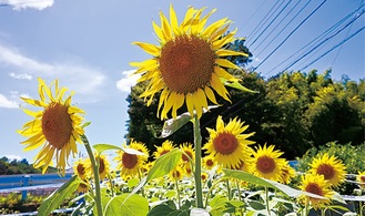 農地で咲くヒマワリ＝昨年