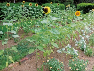 ヒマワリとさまざまな花が一緒に楽しめる花壇＝８月６日