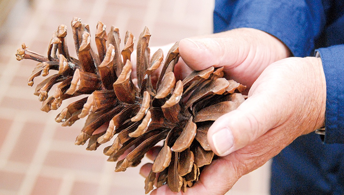 緑化センター 特大松ぼっくり 大量に 装飾や工作 活用を 多摩区 タウンニュース