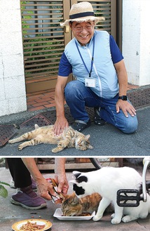 地域猫活動を続ける中野さん（上）と餌やりの様子